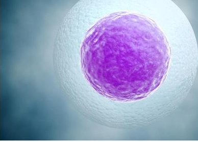 第三代试管囊胚移植成功率为什么高？